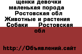 щенки девочки  маленькая порода  - Ростовская обл. Животные и растения » Собаки   . Ростовская обл.